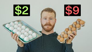 Are Expensive Eggs actually worth it [upl. by Oira677]