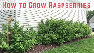 How to Start Growing Raspberries Compilation [upl. by Fredkin]