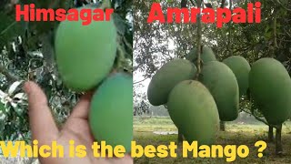 Best Mango for farming  How to farm amrapali and Himsagar Mango fruitplant 9810865528 [upl. by Cooperman806]