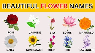 Learn beautiful Flowers Name 🌷🌼 in English Flowers Name with pictures🌸  Types of Flower names [upl. by Boelter]