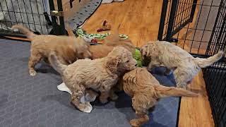 5 week old Goldendoodles playing [upl. by Adrial]