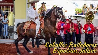 Caballos Bailadores en la EXPOGAN JALISCO Caballos y Mas [upl. by Caylor]