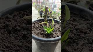 how to propagate dracaena compacta plant from cutting dracaena plant ko cutting se kaise lagaye [upl. by Naneik]