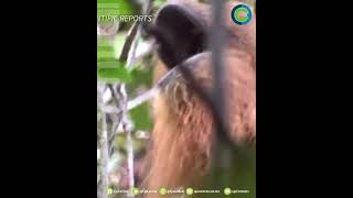 ORANGUTÁN PREPARA UNGÜENTO PARA CURAR HERIDA [upl. by Imoan]