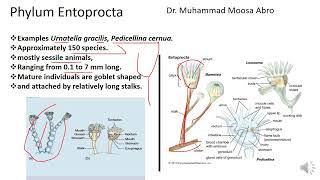 Phylum Entoprocta [upl. by Swords]