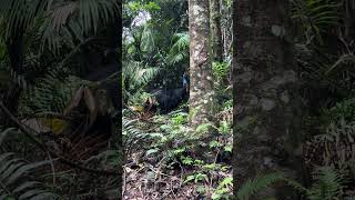 Cassowary o casuario el ave MAS PELIGROSA del mundo ☠️🦢 [upl. by Hobart]