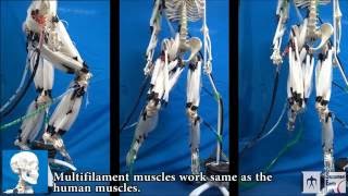 Musculoskeletal Robot Driven by Multifilament Muscles [upl. by Eatnom190]