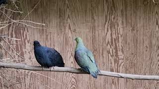 Japanese wood pigeon and Whitebellied wedgetailed green pigeon [upl. by Nerrawed]