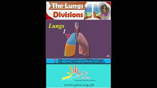 The Lungs I Division [upl. by Sussna]