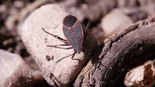 Creature Feature Boxelder Bugs [upl. by Sirron]