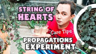 STRING OF HEARTS PLANT PROPAGATIONS EXPERIMENT amp CARE TIPS [upl. by Ardnosak]