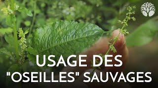 Rumex  la famille des oseilles sauvages [upl. by Hawker814]