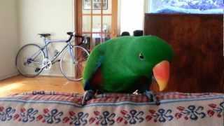 Ernie the Eclectus  Cant Touch This [upl. by Liscomb]