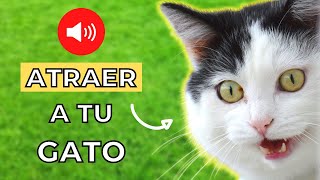 Maullido para Atraer a tu Gato Garantizado 🐈💨 [upl. by Liagiba]