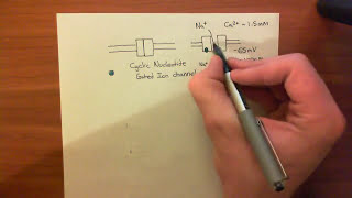 Cyclic Nucleotide Gated Ion Channels [upl. by Anitrak]