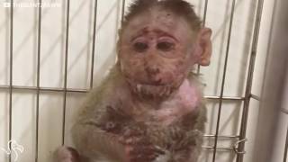 Baby Monkey Who Was Electrocuted Is So Lucky To Be Alive [upl. by Disharoon]