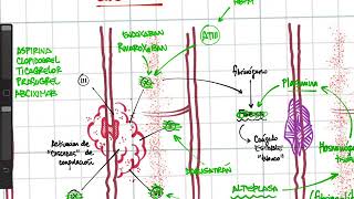 Ultrarresumen Antiagregantes anticoagulantes fibrinolisis [upl. by Aila]