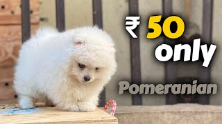 50 rs Pomeranian Low price Pomeranian puppies for sale  2023 Cash On Delivery [upl. by Soigroeg]