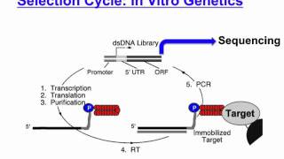 mRNA display [upl. by Still]