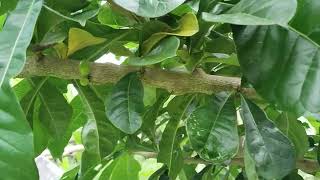 Planting and Growing Marcot Calamansi in Typhoon SeasonlHigh Survival Rate [upl. by Terhune932]