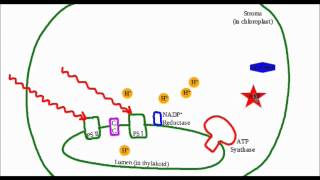 MACademy  Photosynthesis Video Tutorial [upl. by Oetsira]