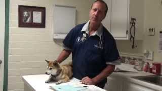 Dog Coughing From Allergies [upl. by Blanca]