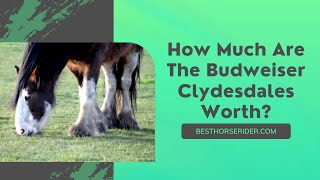 How Much Are The Budweiser Clydesdales Worth [upl. by Tekcirc]