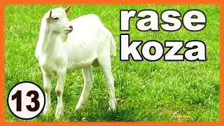 Rase koza  kozarstvo za početnike [upl. by Justinian]