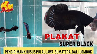 Jantan Pakat Super Black [upl. by Dara]