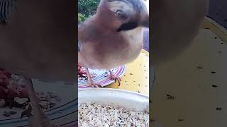 EURASIAN JAY shorts short youtube youtuber birds birds bird fyp foryoupage foryourpage [upl. by Constance]