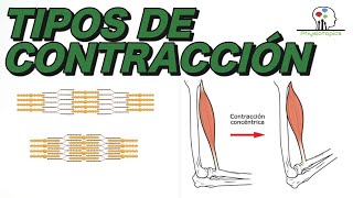 Tipos de Contracción Muscular  Concéntrica excéntrica e isométrica [upl. by Emelia]