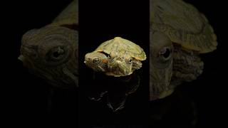 Two Headed Turtle Update‼️ Part 3 [upl. by Aihsela]