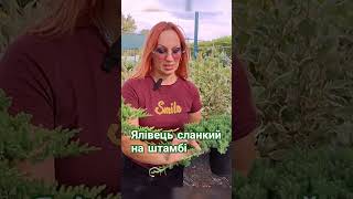 Ялівець сланкий Нана на штамбі [upl. by Nedle]