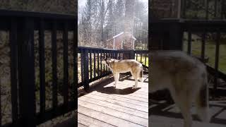 Siberian Husky Wants to Go Outside – Howling Husky shorts [upl. by Anerok426]