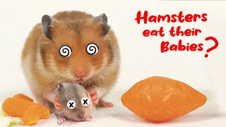 Reasons Why a Hamster Would Eat Its Babies [upl. by Emmit]