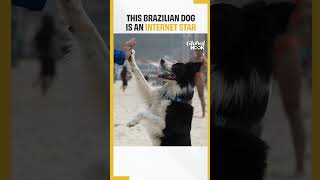 Brazilian Dog Becomes Footvolley Star Teaching Beachgoers How To Play [upl. by Ymmij128]