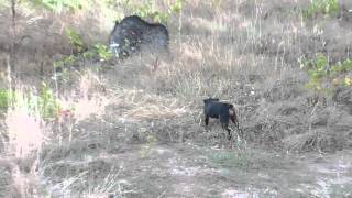 Hermine au ferme sur quotsanglierquot [upl. by Ellennod]