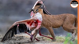 Expert Bird Hunter  Caracal Hunt Flamingo [upl. by Yelyak]