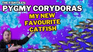 Pygmy Corydoras EVERYTHING you need to know Complete care guide [upl. by Llenrahc]