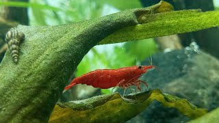 Low tech planted aquarium setup short video neno shrimp tank planted tank setup [upl. by Raddy]