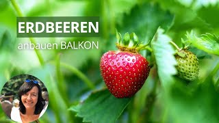 Erdbeeren im Balkonkasten pflanzen  Erdbeeren im Topf  Erdbeeren auf dem Balkon [upl. by Kowal511]