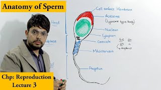 Human Sperm Cell [upl. by Orola720]