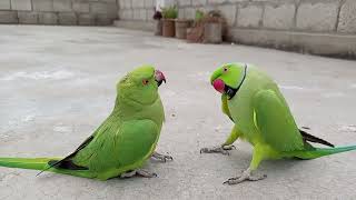 green parrot male female training videoyoutube channel videopatr 62😲😲😲 [upl. by Balbinder]