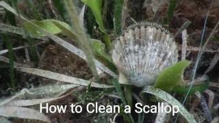 How to Clean a Bay Scallop [upl. by Suez]