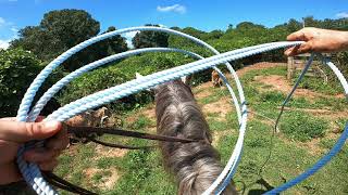 Roping Cattle [upl. by Atteyram]