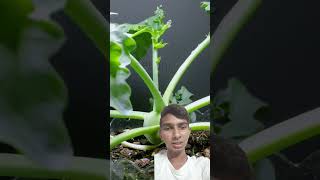 kohlrabi plant time lapse  kohlrabi plant  turnip plant  timeslapse gardening shorts [upl. by Eirollam]