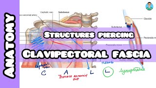 Structures piercing Clavipectoral Fascia for inicet neetpg usmle nclex [upl. by Cheryl]