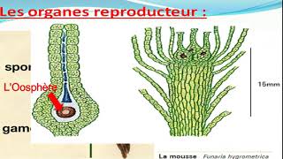 Biologie végétale les Bryophytes botanique [upl. by Aciamaj44]