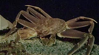 ズワイガニ Snow crab Chionoecetes opilio [upl. by Landing]