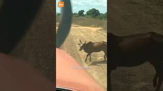 KOE op de LANDINGSBAAN 🐮✈️ vliegtuig koeien madagascar [upl. by Melbourne]